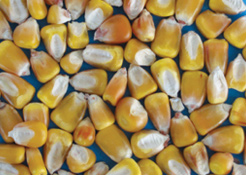 Essicati